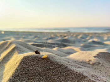 Close-up of a turtle on beach