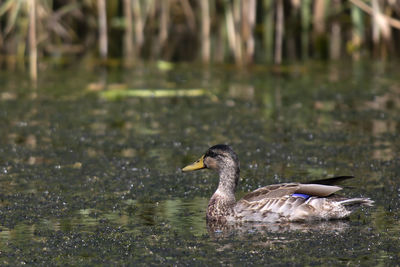 Duck swimming in a lake