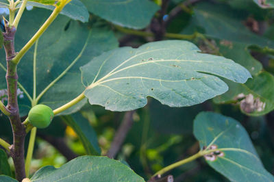 Close-up of raindrops on leaves