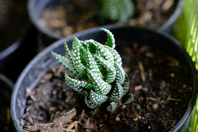 High angle view of potted plant