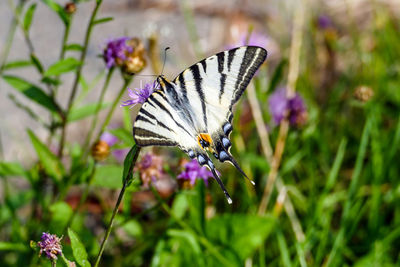 Close-up of butterfly pollinating on purple flower