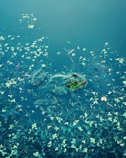 High angle view of frog swimming in lake