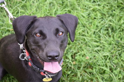 Close-up portrait of dog on field