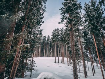 Snow covered pine trees in forest during winter