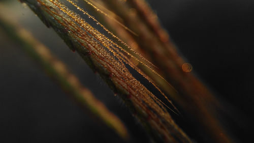 Close-up of leaf against sky at night