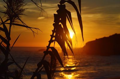 Silhouette plants by sea against sky during sunset