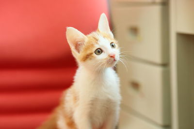 Close-up of cat looking away