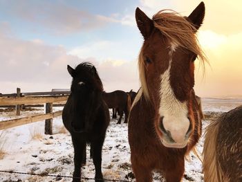 Horses standing on snow covered landscape during sunset