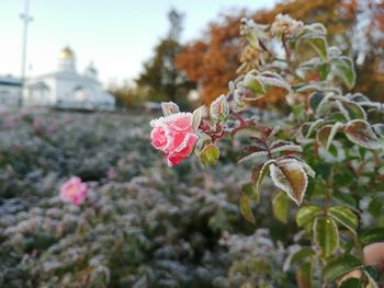 Close-up of pink flowering plant