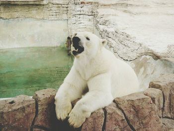 Close-up of animal relaxing on rock