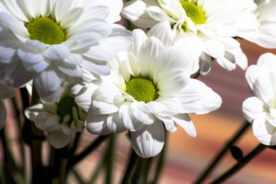 Close-up of white flowers blooming outdoors