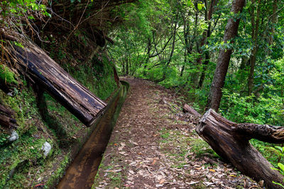 Dirt road amidst trees in forest