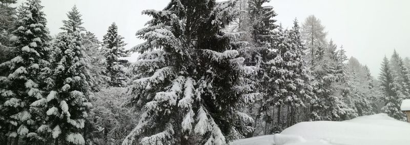 Trees on snow covered landscape