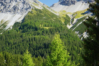 Scenic view of pine trees on snowcapped mountains