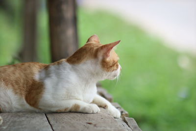 Close-up of a cat looking away