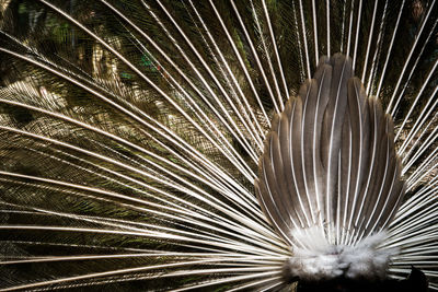 Close-up of feather on palm leaf