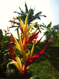 Close-up of red flower blooming outdoors