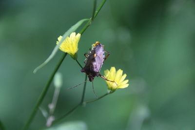 Close-up of butterfly pollinating on flower