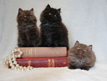 British longhair cats with pearl jewelry and books at home