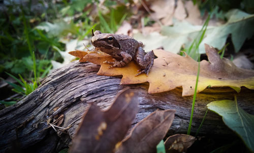 Close-up of lizard on dry leaves