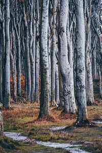 Trees in forest