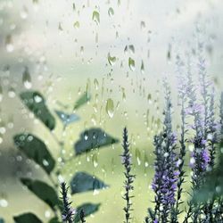 Close-up of water drops on leaf