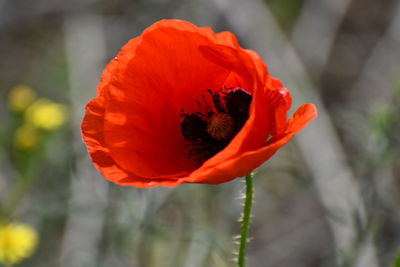Close-up of orange poppy