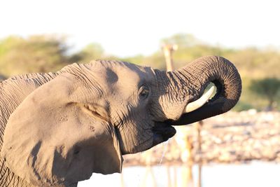 Close-up of elephant