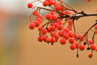 Close-up of rowan branch