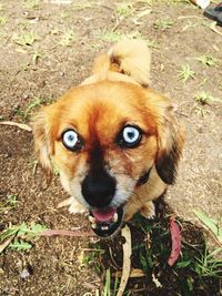 Portrait of dog standing on field