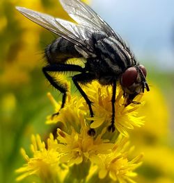 Close-up of bee pollinating on yellow flower