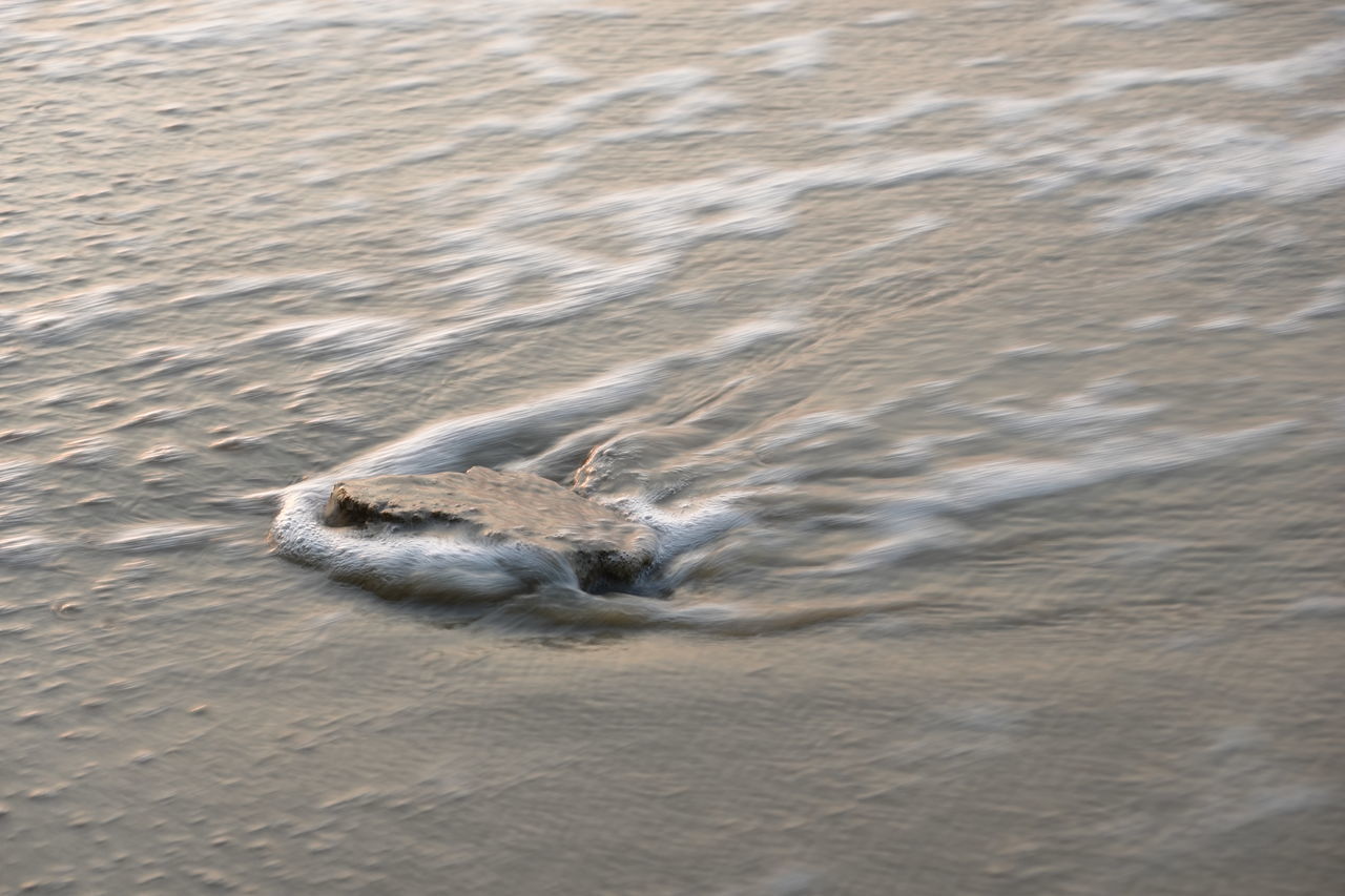 HIGH ANGLE VIEW OF A TURTLE IN SEA