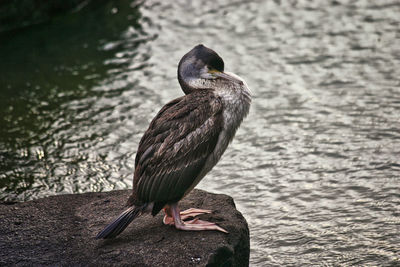 Close-up of bird perching on a lake