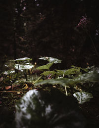 Close-up of plants growing on land