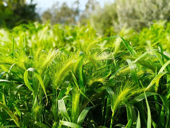 Close-up of fresh green grass in field