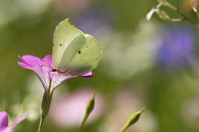 Close-up of pink flowering plant