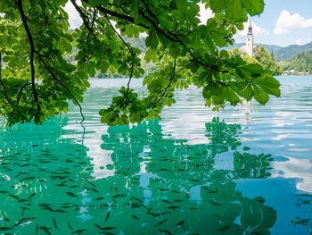 High angle view of plants floating on sea