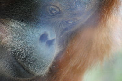Close-up of a monkey