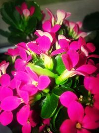 Close-up of pink flowers