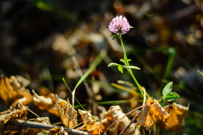 Close-up of fresh flowers blooming in field