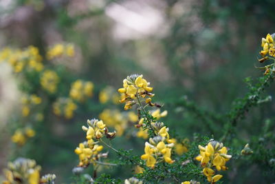 Flowers of scotch broom, cytisus scoparius, in tenerife, canary islands