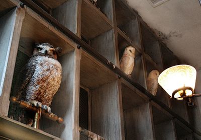 Low angle view of cat on built structure