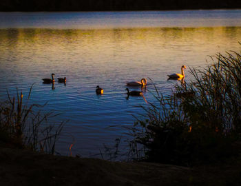 Swans swimming in lake