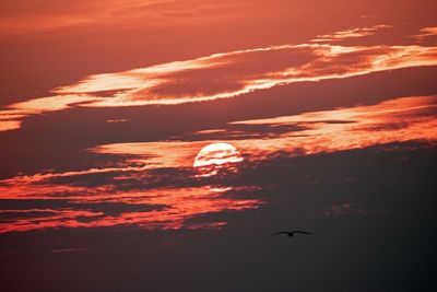 Low angle view of silhouette bird flying against sky during sunset