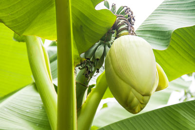 Close-up of fresh green leaves on plant