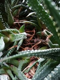 Close-up of fresh cactus plant