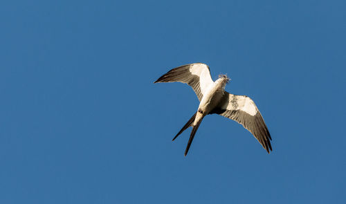 Swallow-tailed kite collects spanish moss to build a nest in the corkscrew swamp sanctuary of naples