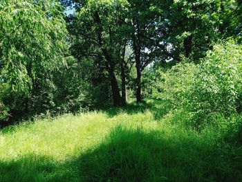 Trees growing in field