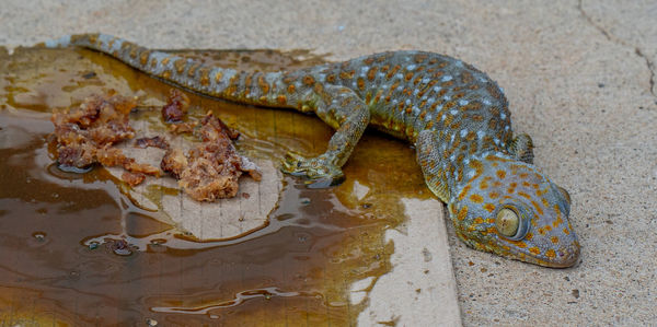 High angle view of crab on sand