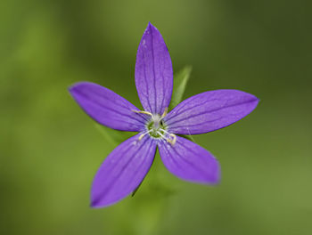 Close-up of purple flowering plant